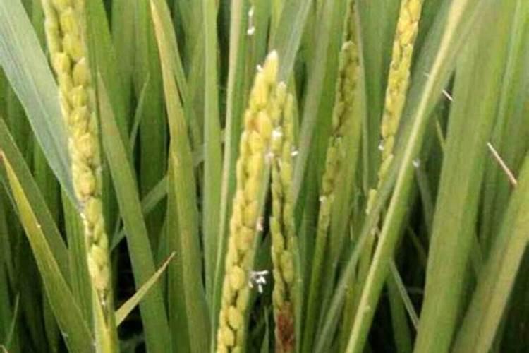 市面上的水溶肥都有哪些种类？都该怎样使用？