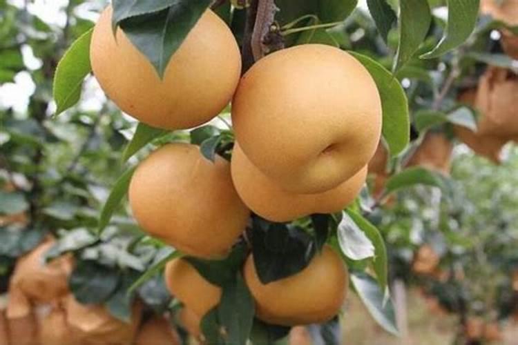 六月份脐橙用什么肥料比较好？