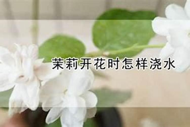 茄子开花期能追肥吗