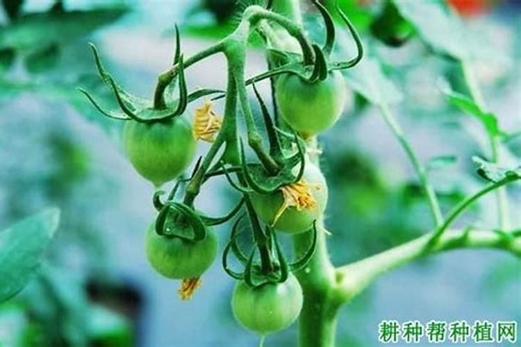 辣椒保花保果用什么药最好