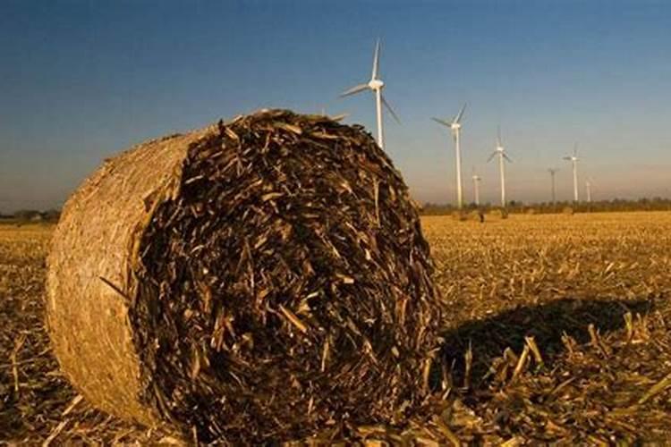 玉米秸秆怎么处理才能当肥料