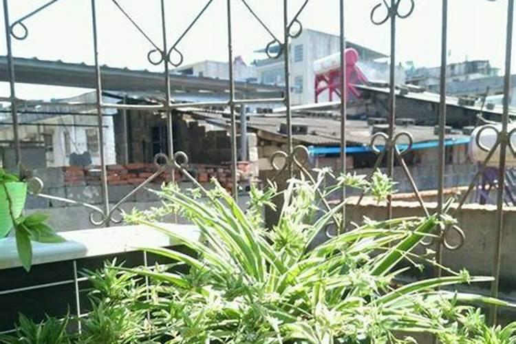 北京冬天冷棚适合种什么