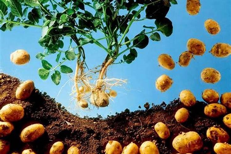 水稻施用氮肥过量有何危害