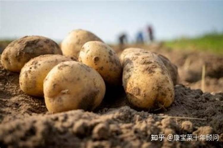 水稻施用氮肥过量有何危害