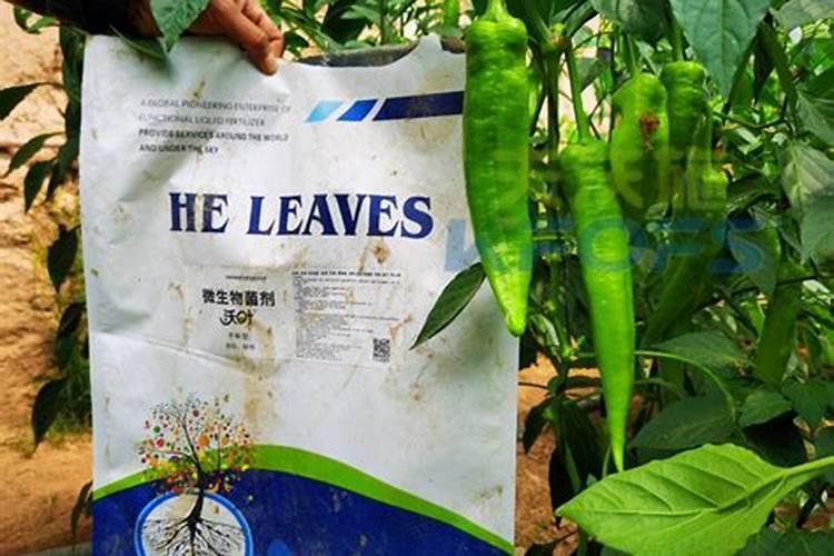 给番茄打叶能减少病害,该如何进行打叶呢？