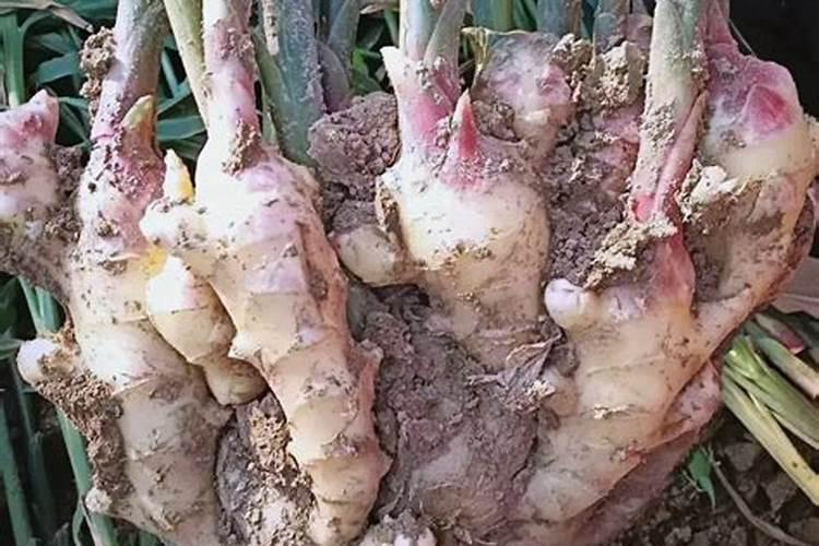 大豆几叶打苗后除草剂