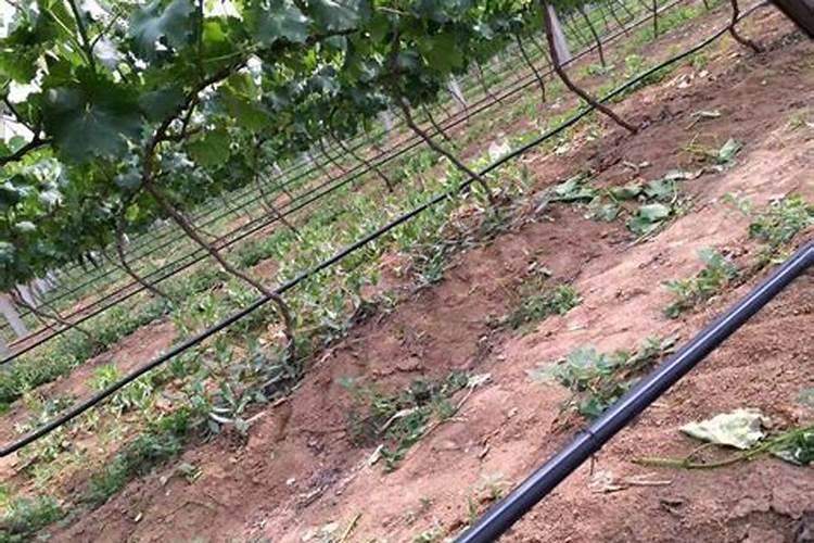 葡萄补硼的最佳时期