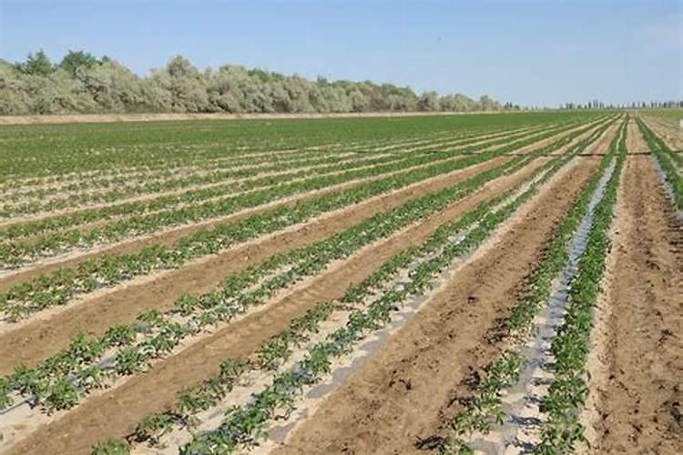 中国钾肥前十名上市公司