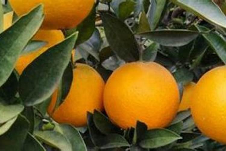 冰糖橙树为什么不开花怎么办