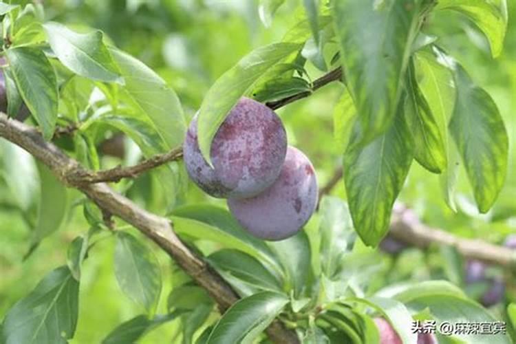 玉米滴灌栽培,做好哪些工作可以实现玉米高产和优质？