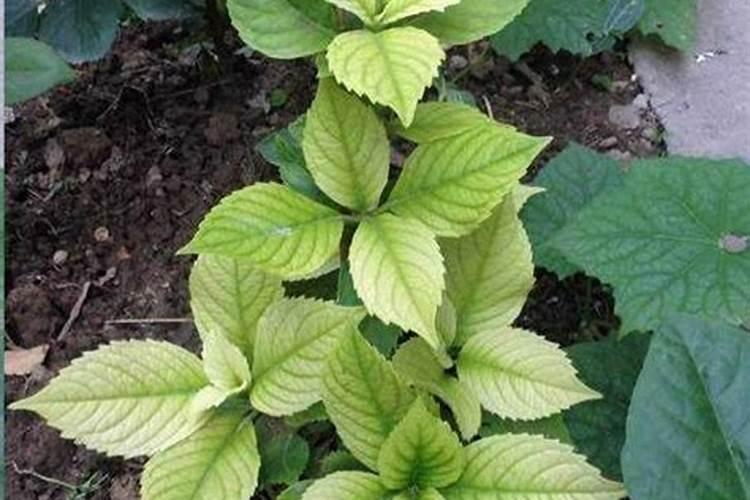 绣球花叶尖干枯变脆怎么办？