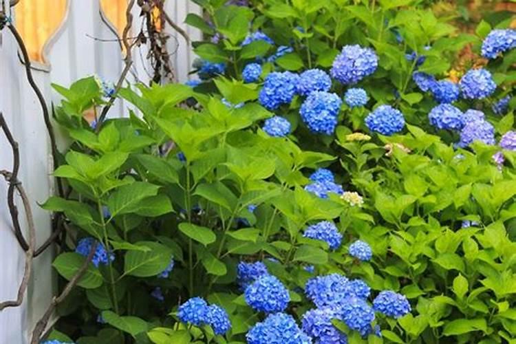 什么花浇硫酸亚铁好呢？