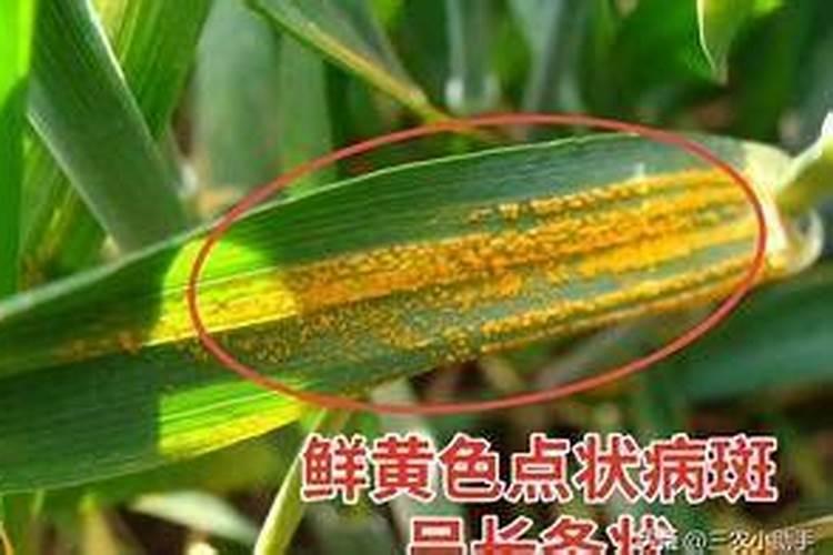 小麦锈病用什么药防治最好