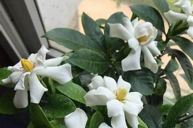 栀子花浇化肥水可以吗