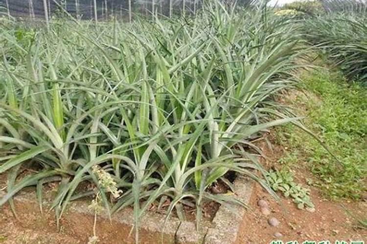 除草剂加芸苔素混用效果会怎样