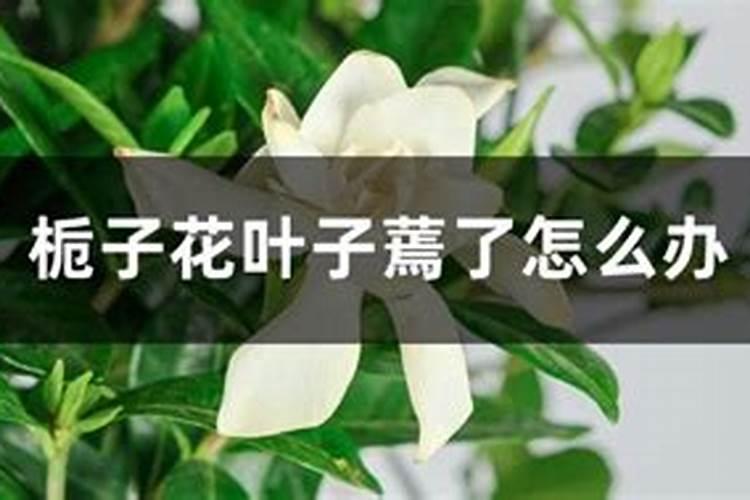 栀子花不开花,长了花骨朵就烂掉了,怎么办？
