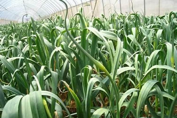 蔬菜浇什么肥料最好