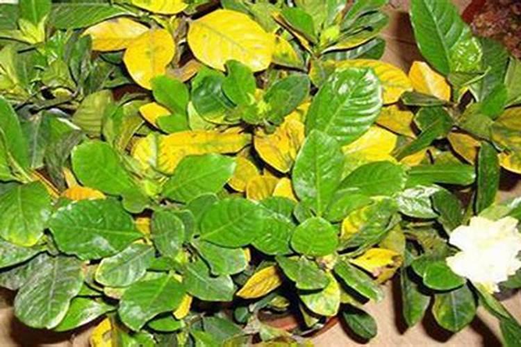 栀子花叶子发黄是怎么回事