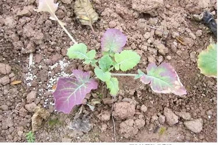 植物缺磷会出现哪些症状？