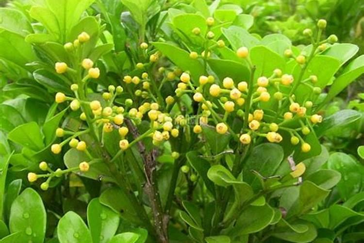 水稻寝种用什么药真好