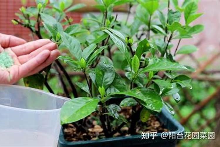 栀子花为什么叶子发黄,栀子花黄叶子原因及救治方法