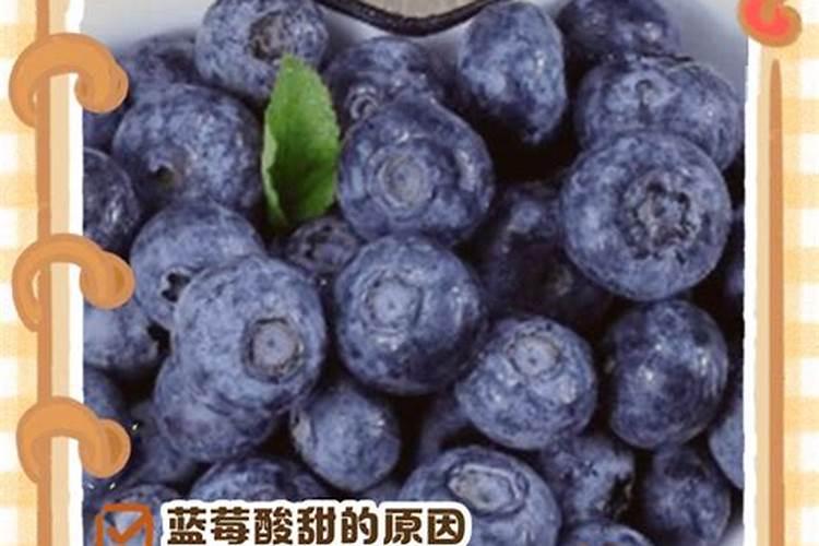 黄皮的病虫害防治