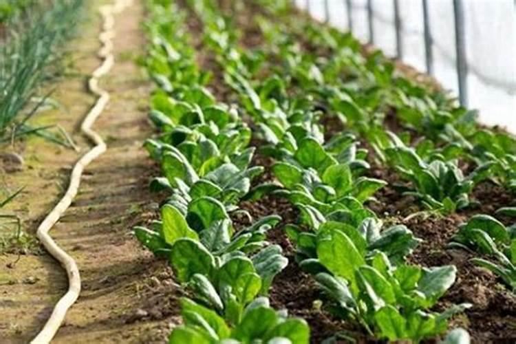 菠菜发芽后多久追肥