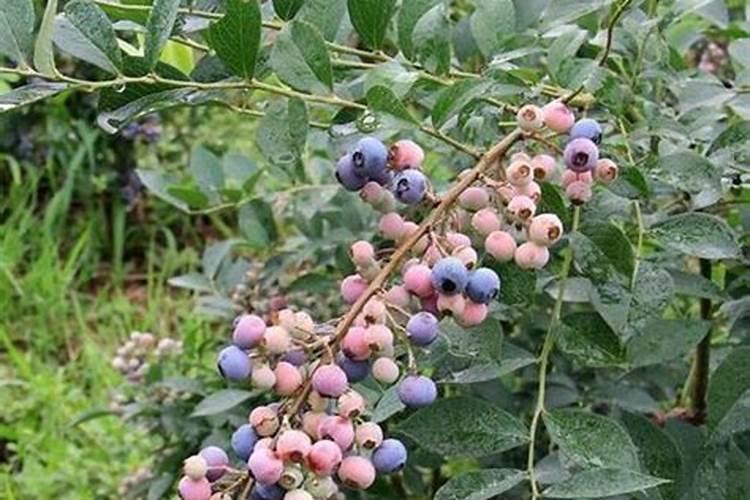 蓝莓怎样种植管理 水肥管理注意事项