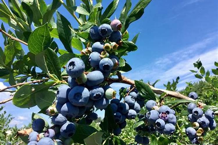 蓝莓怎样施肥,蓝莓种植时间和方法