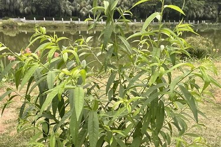 小桃树苗用什么肥长得快 如何合理施肥