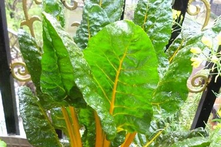 葡萄糖打苹果树当叶面肥行吗？‘