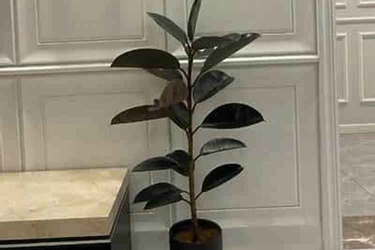 阴天鱼池可以用石灰消毒吗？