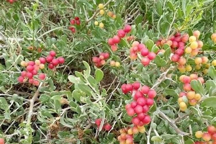 盐碱地能种花生吗