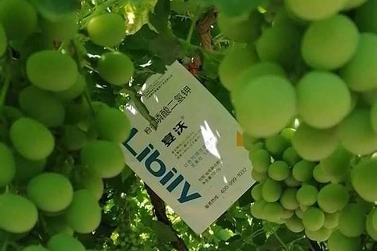 葡萄挂果期施什么肥料好？葡萄结果期冲施什么肥料好？