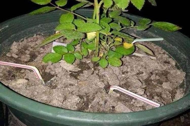 在使用水溶肥时,如何根据环境正确施肥？