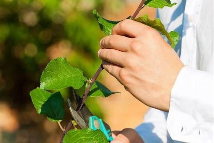 ...周边果树都在用中微量元素水溶肥,中微量元素水溶肥都有什么作用？