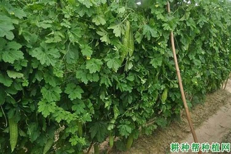 苦瓜施肥用什么肥料