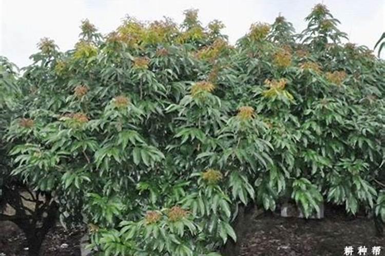 玉米低温障碍状况描述