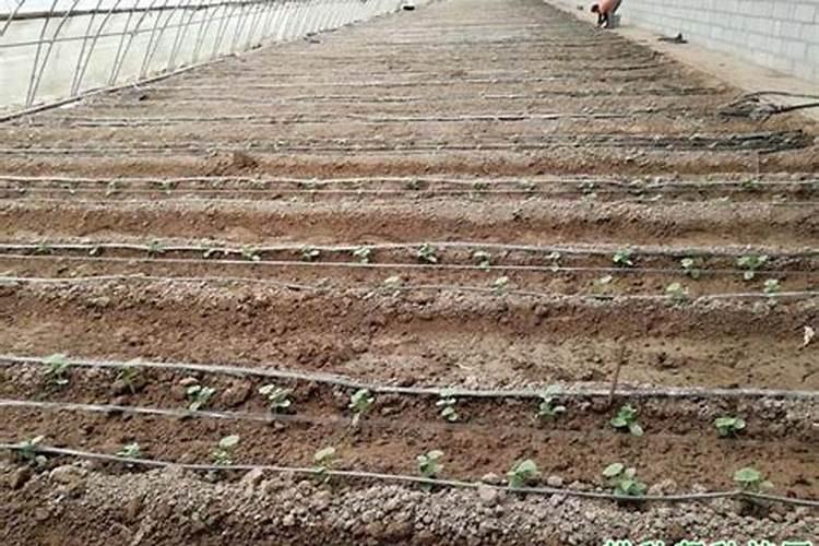 黄瓜如何正确施肥