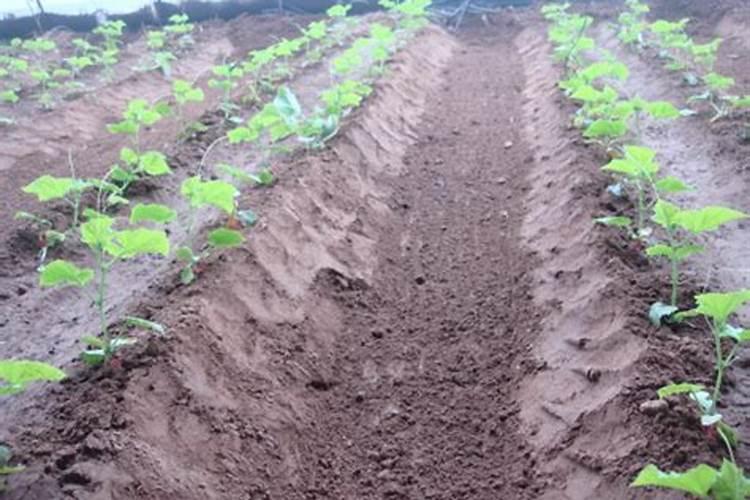 黄瓜定植后浇什么肥料