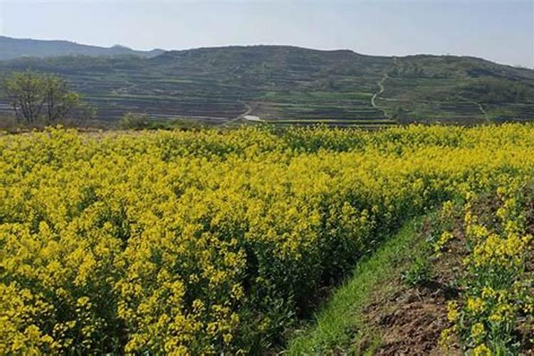 油菜施什么肥好