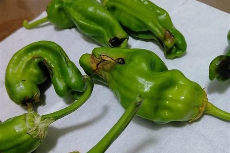 尖椒施肥要科学,尖椒施肥该怎么管理？