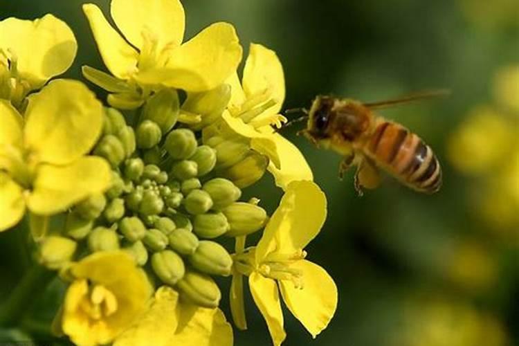 高档鱼竿有哪些