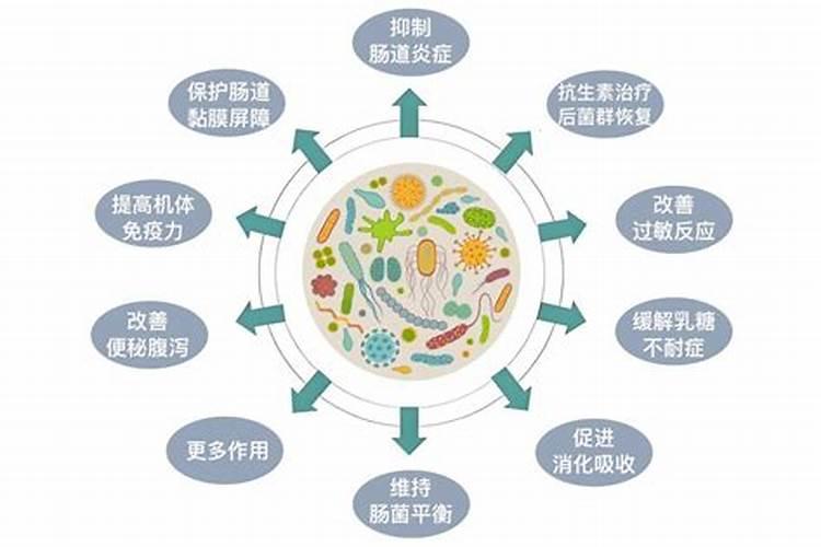 优质菊苣牧草种植时需要注意些什么 病虫害如何防治