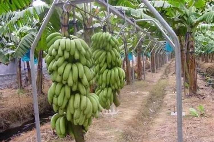 香蕉挂果的时候用什么肥料最好？
