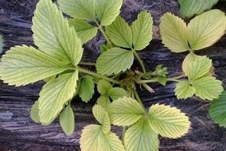 盆栽草莓怎样施肥 需要注意什么