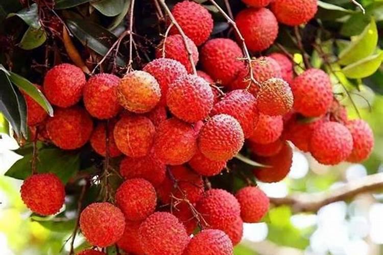 冬桃套袋前怎样打药