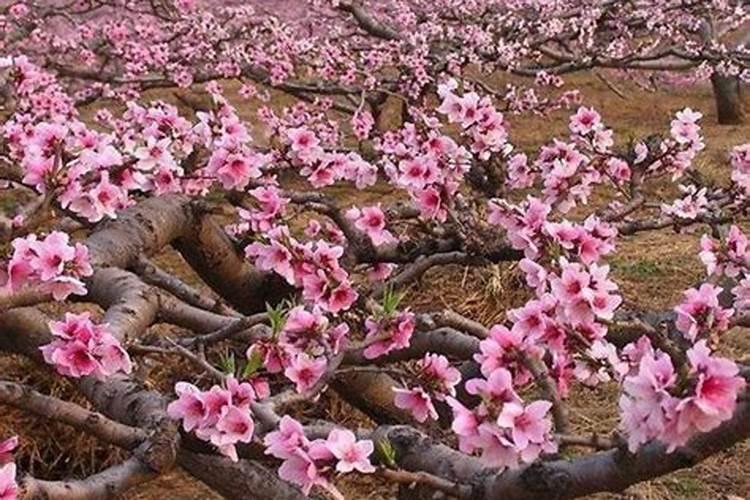 开花的时候能不能施肥