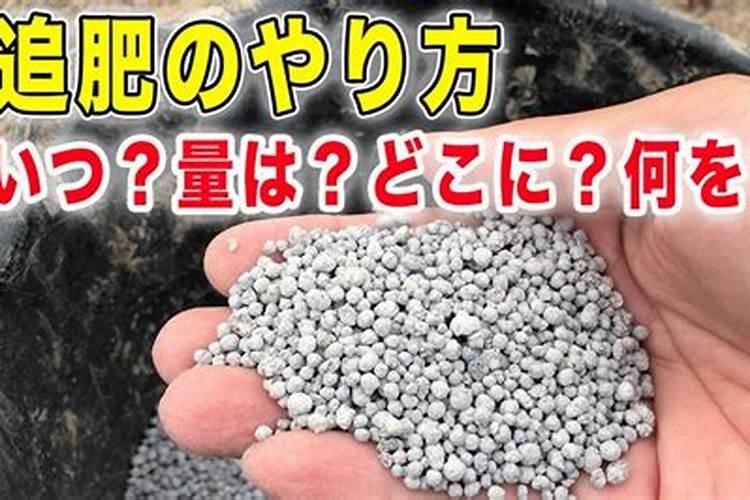 冬桃什么时候追肥 施肥技巧有哪些