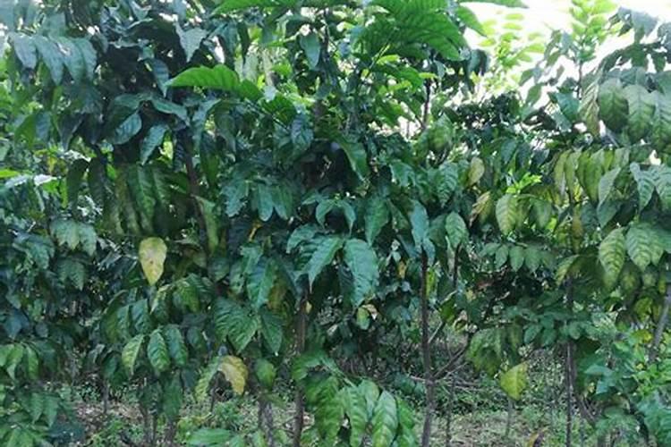 茉莉和白玫瑰代表的含义是什么？